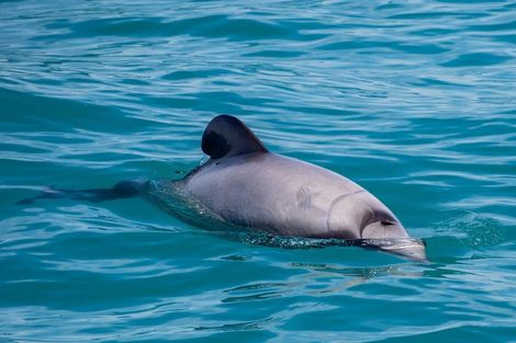 Photo of property in 46 Bayview Crescent, Duvauchelle, 7581