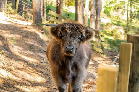Photo of property in 233b Murphys Road, Judgeford, Porirua, 5381