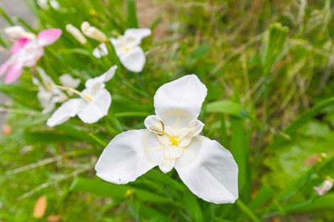 Photo of property in 75 Liverpool Street, Levin, 5510