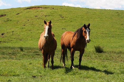 Photo of property in 549 Whiriwhiri Road, Otaua, Waiuku, 2682