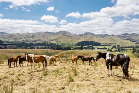 Photo of property in 67 Macraes Road, Waynes, Palmerston, 9483