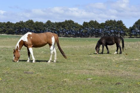 Photo of property in 150 Rocklands Road, Totara, Oamaru, 9492