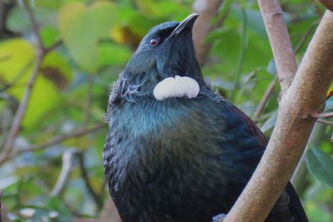 Photo of property in 42 Tanekaha Road, Titirangi, Auckland, 0604