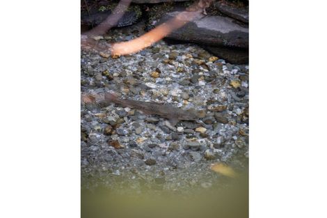 Photo of property in 12 Sycamore Place, Wanaka, 9305