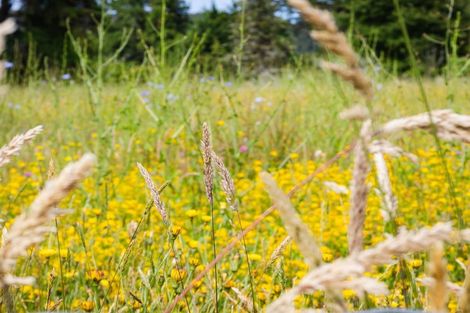 Photo of property in 164b Kaniere Road, Kaniere, Hokitika, 7811