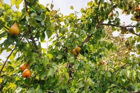 Photo of property in 1 Aotea Street, Feilding, 4702