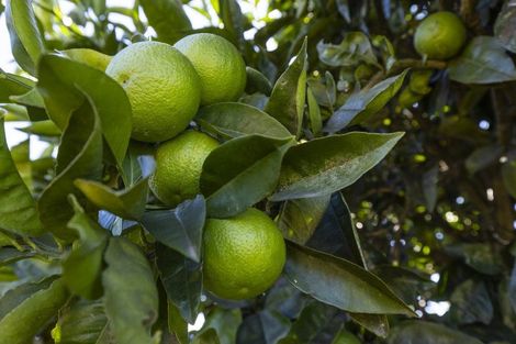 Photo of property in 5 Kaituna Place, Havelock, 7100