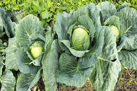 Photo of property in 87 Robertson Street, Upper Charlton, Gore, 9710