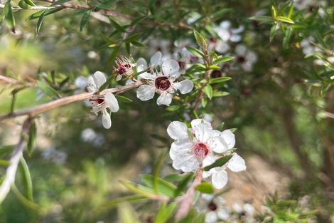 Photo of property in 316b Waitao Road, Waitao, Tauranga, 3175