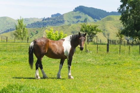 Photo of property in 809 Awamate Road, Frasertown, Wairoa, 4193