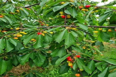 Photo of property in 1520 Tram Road, Swannanoa, Rangiora, 7475