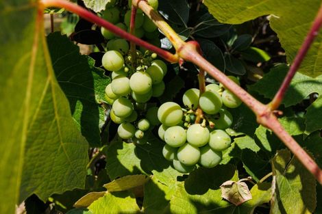 Photo of property in 10 Boston Parade, Kelvin Grove, Palmerston North, 4414