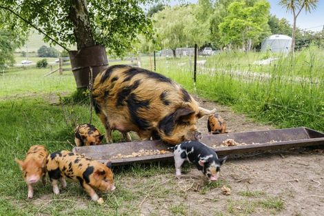 Photo of property in 879 Palmerston-waikouaiti Road, Goodwood, Palmerston, 9481