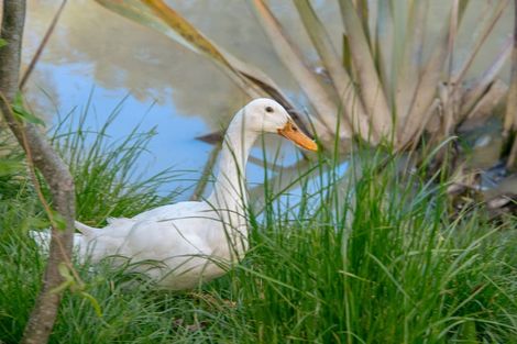 Photo of property in 69a Pipitiwai Drive, Helensville, Kaukapakapa, 0871