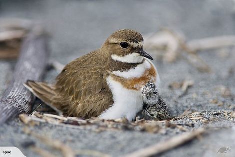 Photo of property in 109 The Strand, Okarito, Whataroa, 7886