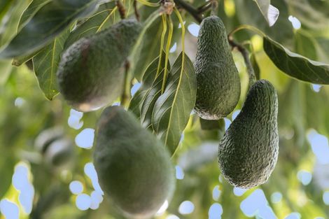 Photo of property in 348 Manoeka Road, Te Puke, 3183