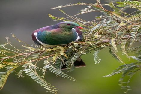 Photo of property in 956 Oneriri Road, Kaiwaka, 0573