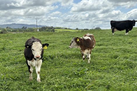 Photo of property in 155 Tauhei Road, Mangateparu, Morrinsville, 3375