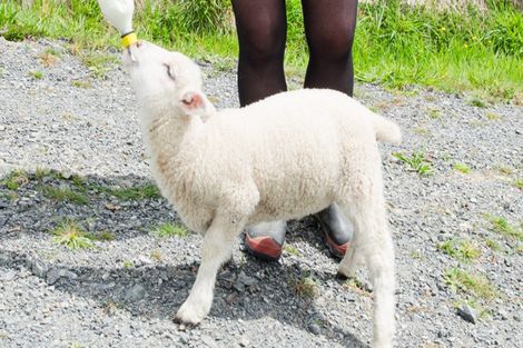 Photo of property in 162 Taylor Road, Ongaonga, 4278