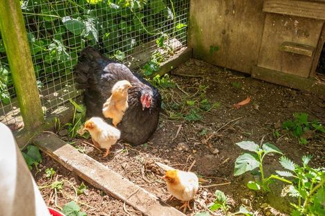 Photo of property in 46 Peka Peka Road, Peka Peka, Waikanae, 5391