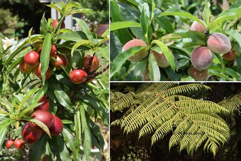 Photo of property in 16 Mariner Cove Road, Tinopai, Matakohe, 0593