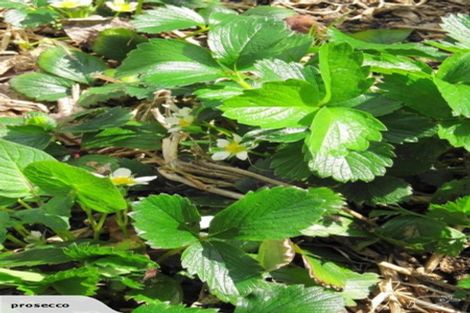 Photo of property in 11b Lanark Street, Mosgiel, 9024