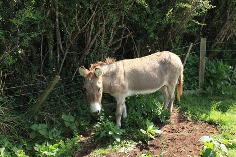 Photo of property in 641 Te Hutewai Road, Raglan, 3296