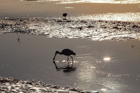 Photo of property in 14 Takahe Drive, Paraparaumu Beach, Paraparaumu, 5032