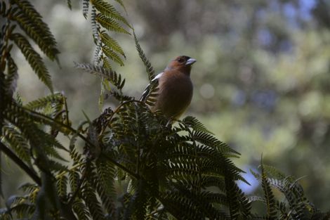 Photo of property in 10 Bosher Road, Wellsford, 0974