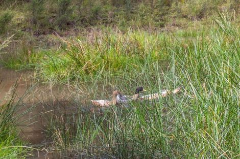 Photo of property in 50c Paul Road, Whenuakite, Whitianga, 3591