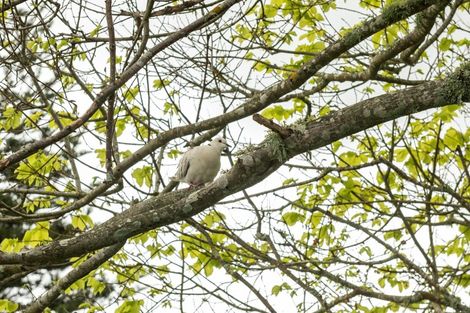 Photo of property in 18 Beach Grove, Omokoroa, 3114