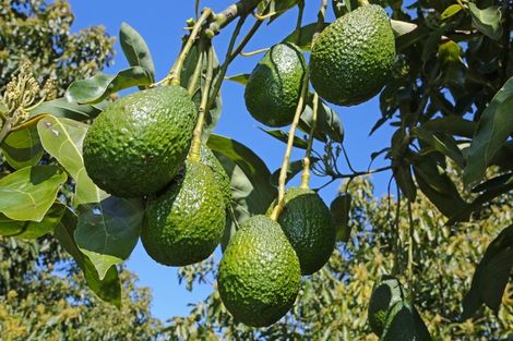 Photo of property in 349 Glenbrook Beach Road, Glenbrook, Waiuku, 2681