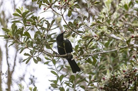 Photo of property in 3 Three Brothers Place, Warkworth, 0981