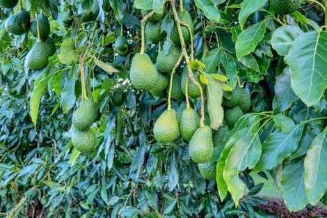 Photo of property in 11b Stokes Road, Tahawai, Katikati, 3170