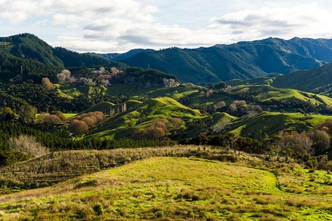 Photo of property in 276 Gaddums Hill Road, Outer Kaiti, Gisborne, 4010