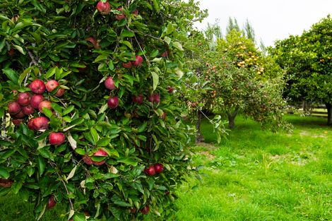 Photo of property in 35 Royd Road West, Makauri, Gisborne, 4071