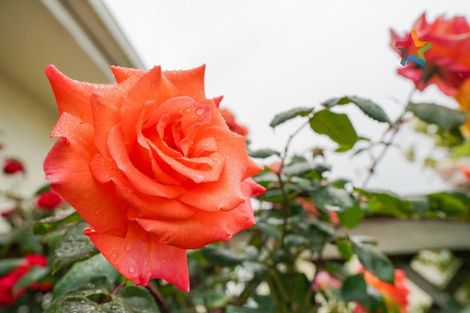 Photo of property in 49 Mauchline Street, Wallacetown, 9816