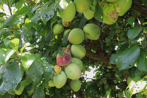 Photo of property in 9 Harlock Place, Huntly, 3700