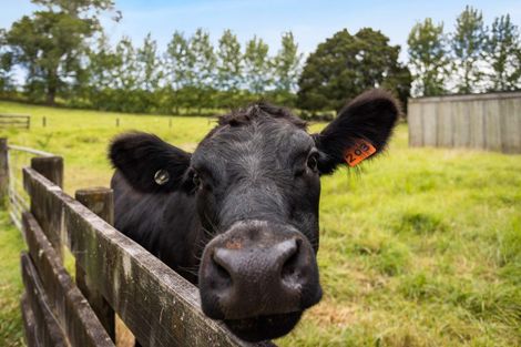 Photo of property in 55 Waitaheke Road, Ohaeawai, Kaikohe, 0472