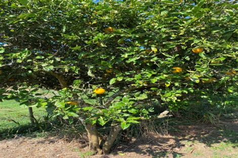 Photo of property in 102 Kennedy Road, Waikino, Waihi, 3682