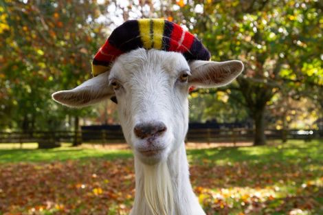 Photo of property in 179 Mcgregor Road, Ohaupo, 3882