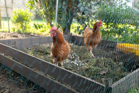 Photo of property in 23 George Street, Morrinsville, 3300