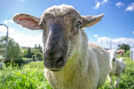 Photo of property in 11 Dunning Road, Karapiro, Cambridge, 3496