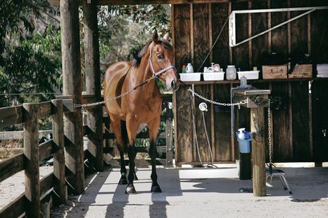 Photo of property in 44 Attwood Road, Paremoremo, Auckland, 0632