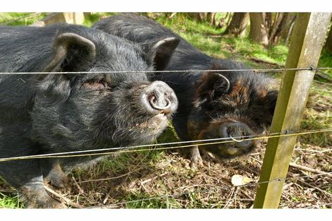 Photo of property in 75c Mick Dillon Road, Tahekeroa, Kaukapakapa, 0873