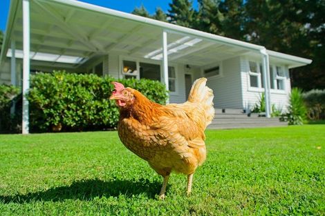 Photo of property in 1215 Wharekopae Road, Ngatapa, Gisborne, 4072