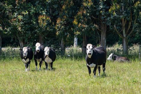 Photo of property in 56 Dukes Road South, Mosgiel, 9092