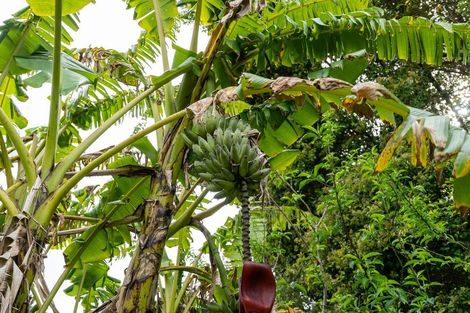 Photo of property in 46 Cookson Road, Kawakawa, 0282