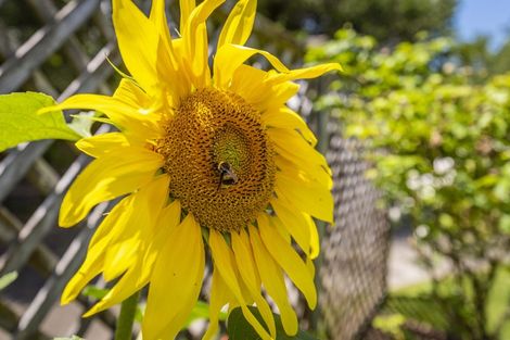 Photo of property in 33 Francis Road, Paraparaumu Beach, Paraparaumu, 5032