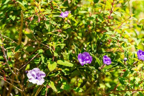 Photo of property in 102 Freyberg Road, Ruawai, 0530